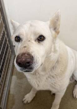 Shepherd Dogs Available for Adoption in Vancouver, Washington - Lola | PetCurious