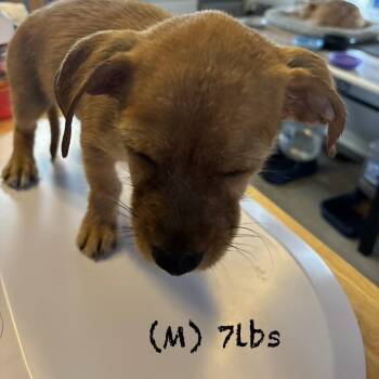 beluga -  Mixed Breed Dog for Adoption in Bellingham, Washington - Beluga | PetCurious