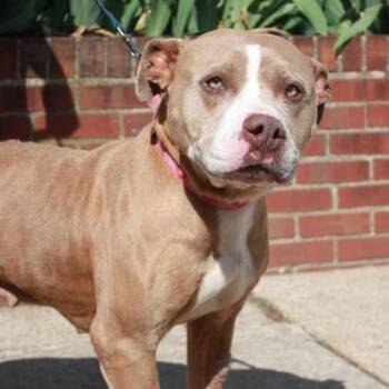 American Staffordshire Terrier and Mixed Breed Dogs Available for Adoption in Richmond, Virginia - Madre | PetCurious