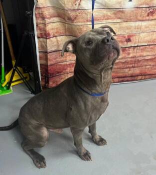 AC-5363 - "Whiskey" -  Pit Bull Terrier Dog for Adoption in Conyers, Georgia - AC-5363 - "Whiskey" | PetCurious