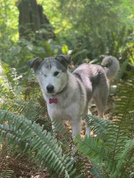 Strawberry - sweet, gentle and affectionate -  Husky Dog for Adoption in Oriskany, New York - Strawberry - Sweet, Gentle And Affectionate | PetCurious