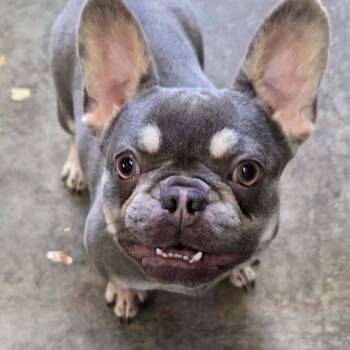 Penny -  French Bulldog Dog Available for Adoption in Fairfax Station, Virginia - Penny | PetCurious