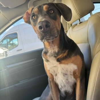 Rescue Mixed Breed Dogs for Adoption in Parrish, Alabama - Sambo | PetCurious