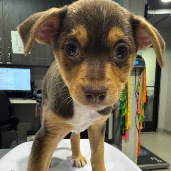 Mocha -  Chihuahua and Dachshund Dog for Adoption in Tampa, Florida - Mocha | PetCurious