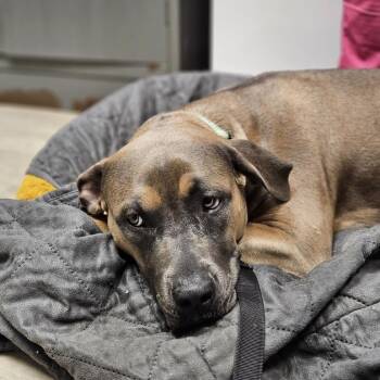 Meg -  Pit Bull Terrier and German Shepherd Dog Dog for Adoption in East St. Louis, Illinois - Meg | PetCurious