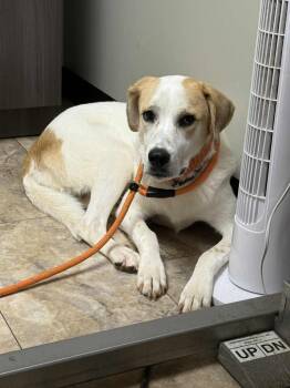 Rescue Great Pyrenees Dogs for Adoption in Waxhaw, North Carolina - Lucy | PetCurious