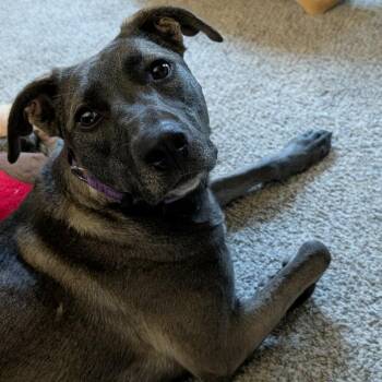 Waffles -  Pit Bull Terrier and Mixed Breed Dog for Adoption in Alma, Wisconsin - Waffles | PetCurious