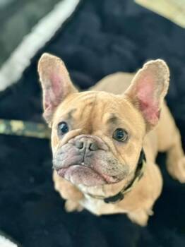French Bulldog Dogs Available for Adoption in Toronto, Ontario - Frankie | PetCurious