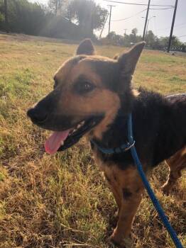 EUGENE -  Mixed Breed Dog for Adoption in Dallas, Texas - EUGENE | PetCurious