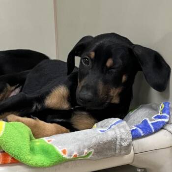 Parton 54566 -  Labrador Retriever and Doberman Pinscher Dog for Adoption in Las Vegas, Nevada - Parton 54566 | PetCurious