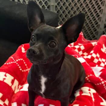 Queenie -  Chihuahua Dog for Adoption in Santa Fe, Texas - Queenie | PetCurious