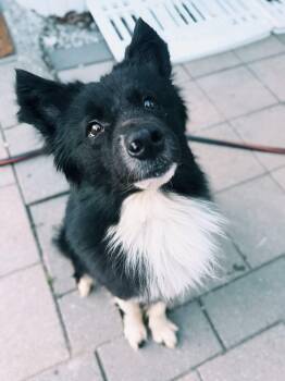 Border Collie Dogs Available for Adoption in Akron, Ohio - Riggs | PetCurious