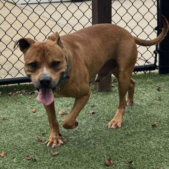 Franco -  Mixed Breed Dog for Adoption in Naperville, Illinois - Franco | PetCurious