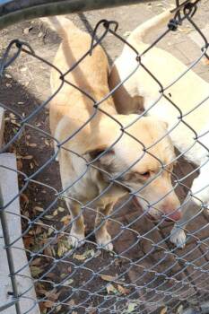 HARLEY -  Labrador Retriever Dog for Adoption in San Antonio, Texas - HARLEY | PetCurious