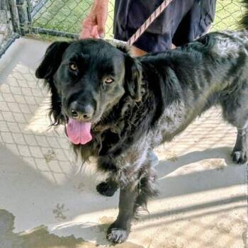 Baloo #7449 -  Flat Coated Retriever Dog for Adoption in Louisville, Kentucky - Baloo #7449 | PetCurious