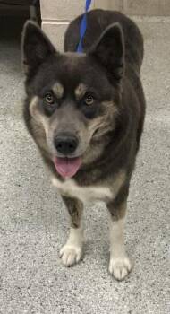Rescue Siberian Husky Dogs for Adoption in Conroe, Texas - A419961 | PetCurious