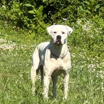 Mixed Breed Dogs Available for Adoption in Huntington, West Virginia - Lilly Lou | PetCurious