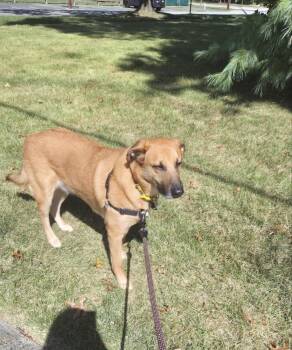 Rescue German Shepherd Dog and Labrador Retriever Dogs for Adoption in South Plainfield, New Jersey - Ruxin | PetCurious