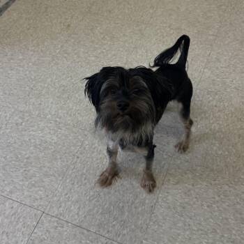 Shih Tzu Dogs Available for Adoption in Fall River, Massachusetts - Cell | PetCurious