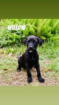 Catahoula Leopard Dog Dogs Available for Adoption in Warren, Maine - Willow - TX | PetCurious