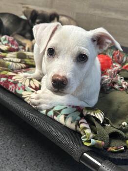 Siberian Husky and Labrador Retriever Dogs Available for Adoption in Magnolia, Texas - Annie | PetCurious