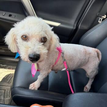 Poodle and Mixed Breed Dogs Available for Adoption in Tampa, Florida - Buttercup | PetCurious