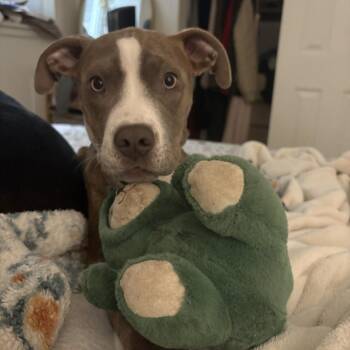 Pit Bull Terrier Dogs Available for Adoption in Seattle, Washington - Monkey - AVAILABLE | PetCurious