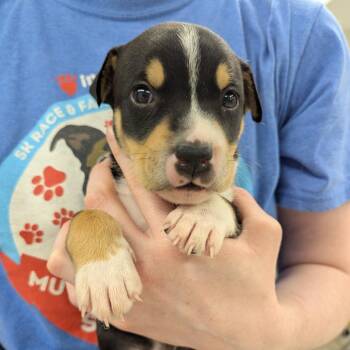 Irvington -  Mixed Breed Dog for Adoption in Indianapolis, Indiana - Irvington | PetCurious