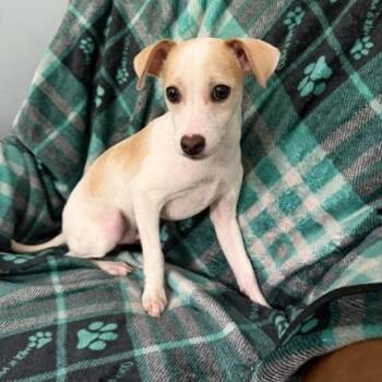 Mercury -  Parson Russell Terrier Dog for Adoption in Sequatchie, Tennessee - Mercury | PetCurious