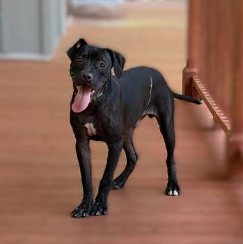Ekans -  Terrier Dog for Adoption in Slidell, Louisiana - Ekans | PetCurious