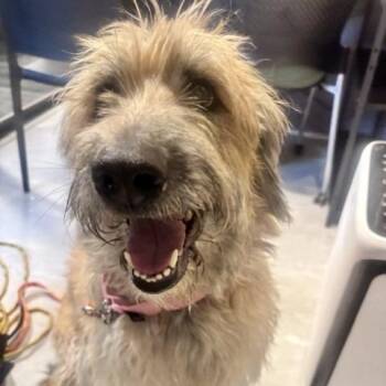 Indi -  Terrier Dog for Adoption in Salt Lake City, Utah - Indi | PetCurious