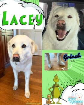 Great Pyrenees Dogs Available for Adoption in New Bothwell, Manitoba - Lacey | PetCurious