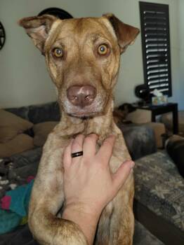 Rescue Staffordshire Bull Terrier and German Shepherd Dog Dogs for Adoption in Glendale, Arizona - Evie (Snickers) | PetCurious