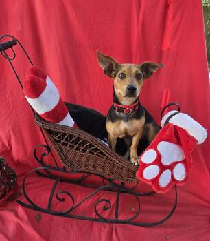 Dachshund and Chihuahua Dogs Available for Adoption - Jerino MV14083-T LOCAL Adoption Event In Marysville 2/20 And 2/2 | PetCurious