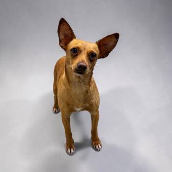 Chihuahua Dogs Available for Adoption in Kenedy, Texas - Bug | PetCurious