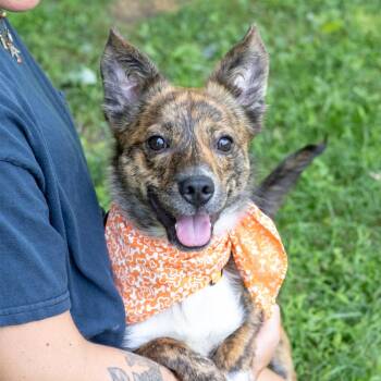 Chip (Male) Avail 8/1 -  Australian Shepherd Dog for Adoption in West Grove, Pennsylvania - Chip (Male) Avail 8/1 | PetCurious