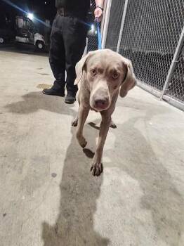 Labrador Retriever Dogs Available for Adoption in San Antonio, Texas - SHADOW | PetCurious