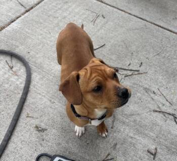 Lucy TX -  Beagle and Chihuahua Dog for Adoption in Thornton, Colorado - Lucy TX | PetCurious
