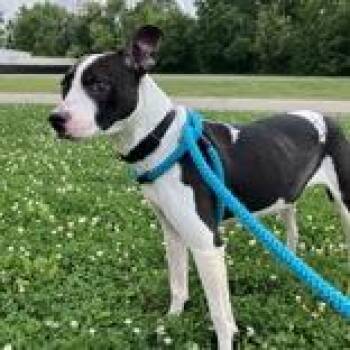 Keela -  Pit Bull Terrier Dog for Adoption in Hilliard, Ohio - Keela | PetCurious