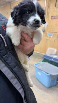 Shepherd and Mixed Breed Dogs Available for Adoption - Jigglypuff | PetCurious