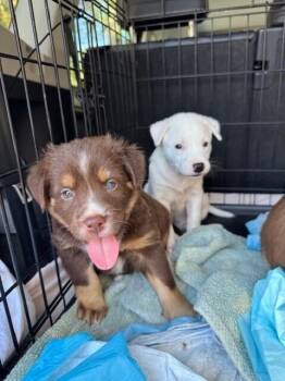 Labrador Retriever Dogs Available for Adoption - Peanut | PetCurious