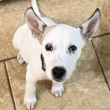 Basil -  Husky Dog for Adoption in Ottawa Hills, Ohio - Basil | PetCurious
