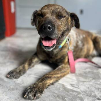 Australian Cattle Dog Blue Heeler Dogs Available for Adoption - Meadow | PetCurious