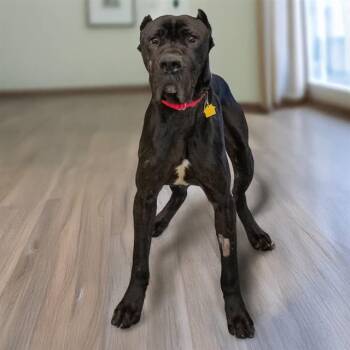 Cane Corso Dogs Available for Adoption - BARNABY | PetCurious