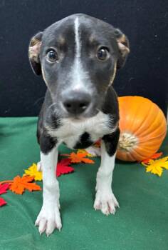 Rescue Rat Terrier and Australian Cattle Dog Blue Heeler Dogs for Adoption in Neillsville, Wisconsin - David Blaine | PetCurious