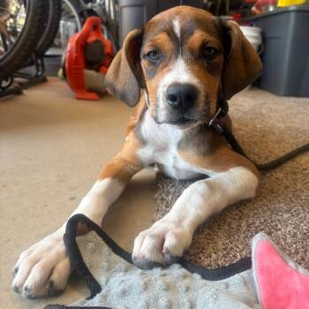 Hound Dogs Available for Adoption in Torrey, Utah - Twiggy | PetCurious