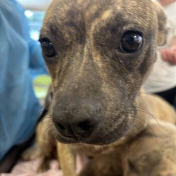 Chai -  Mixed Breed Dog for Adoption in West Chester, Pennsylvania - Chai | PetCurious