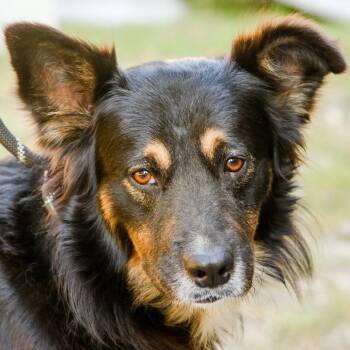 Steel -  Australian Shepherd and Border Collie Dog for Adoption in Hattiesburg, Mississippi - Steel | PetCurious