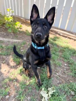 Samantha -  Shepherd and Mixed Breed Dog for Adoption in Severance, Colorado - Samantha | PetCurious