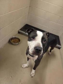 Matilda -  Pit Bull Terrier and Mixed Breed Dog for Adoption in South Bend, Indiana - Matilda | PetCurious